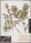 Foto von Salix caprea L. x Salix repens L. x Salix viminalis L.